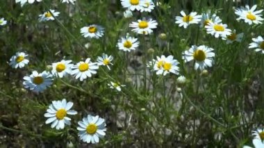Tarlada papatyalar, güneşli bir yaz gününde papatya çiçekleriyle dolu geniş bir tarla.