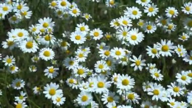 Tarlada papatyalar, güneşli bir yaz gününde papatya çiçekleriyle dolu geniş bir tarla.