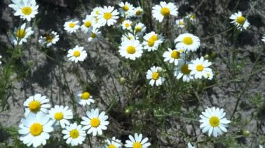 Tarlada papatyalar, güneşli bir yaz gününde papatya çiçekleriyle dolu geniş bir tarla.