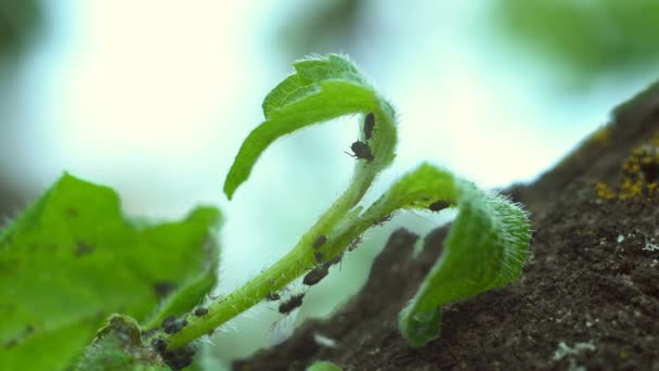 Aphid Rovar Egy Növény Nagy Kolónia Rovarkártevők Egy Hangyaboly Kolónia — Stock videók