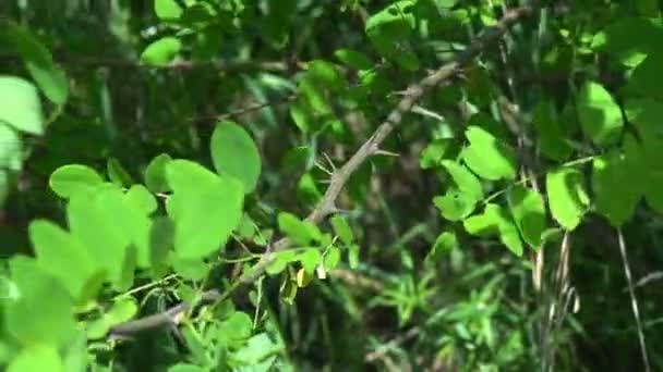 아카시아 가지에 잎들을 아카시아 나무의 가지들이 가까이 있노라 나뭇가지가 바람에 — 비디오