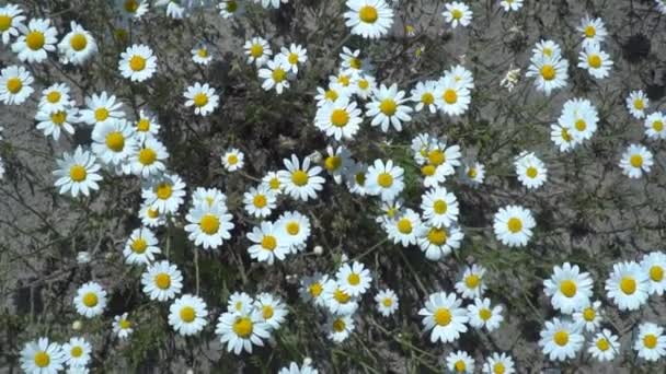 花畑の中の花々夏の晴れた日のカモミールの花の大規模なフィールド — ストック動画