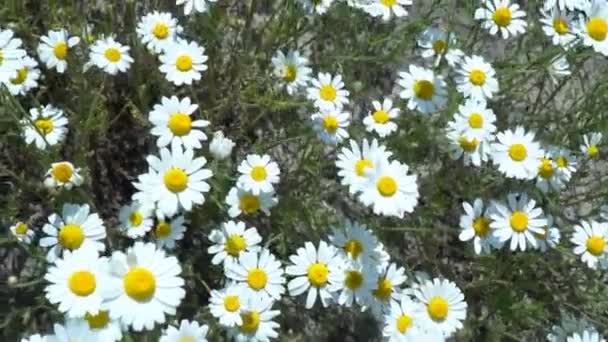 Flores Margaridas Campo Grande Campo Flores Camomilas Dia Ensolarado Verão — Vídeo de Stock