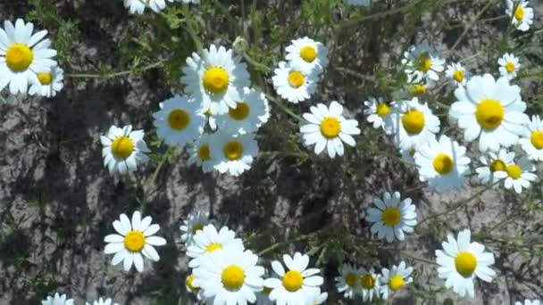 Λουλούδια Μαργαρίτες Στο Πεδίο Ένα Μεγάλο Πεδίο Από Λουλούδια Των — Αρχείο Βίντεο