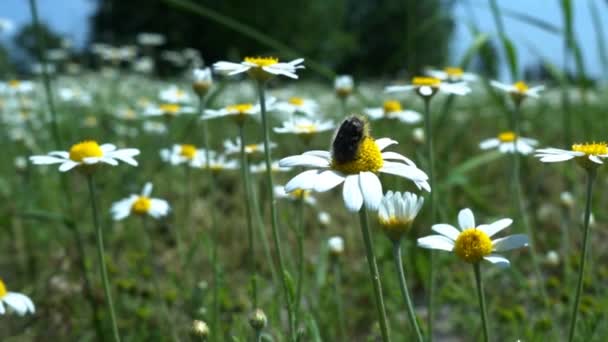 Blommor Prästkragar Fält Ett Stort Fält Blommor Kamomill Sommar Solig — Stockvideo