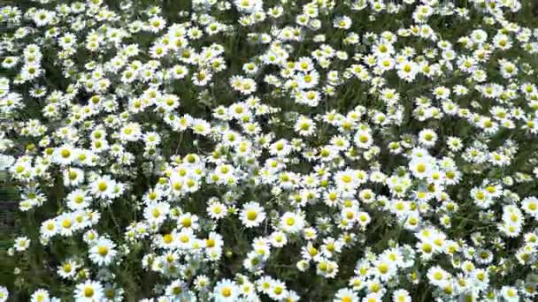 花畑の中の花々夏の晴れた日のカモミールの花の大規模なフィールド — ストック動画