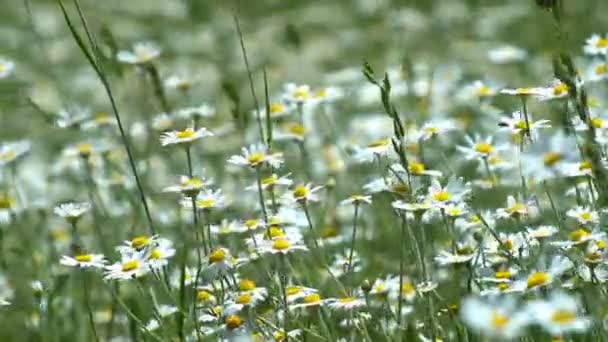 Bunga Daisy Lapangan Sebuah Bidang Besar Bunga Chamomiles Musim Panas — Stok Video