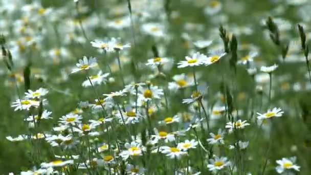 Blumen Gänseblümchen Auf Dem Feld Ein Großes Feld Von Kamillenblüten — Stockvideo