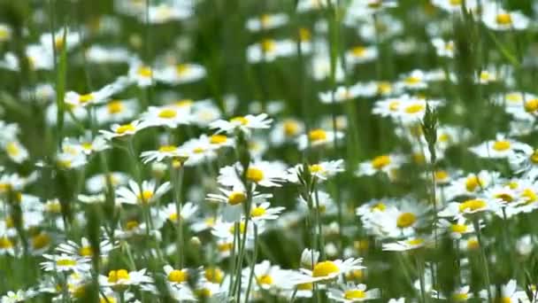 Blommor Prästkragar Fält Ett Stort Fält Blommor Kamomill Sommar Solig — Stockvideo