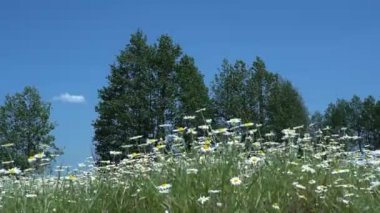 Tarlada papatyalar, güneşli bir yaz gününde papatya çiçekleriyle dolu geniş bir tarla.