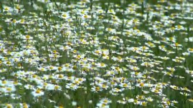 Tarlada papatyalar, güneşli bir yaz gününde papatya çiçekleriyle dolu geniş bir tarla.