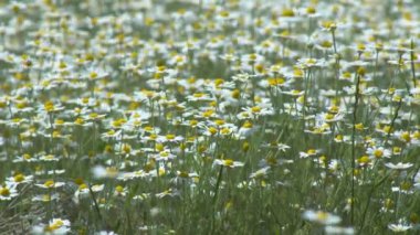 Tarlada papatyalar, güneşli bir yaz gününde papatya çiçekleriyle dolu geniş bir tarla.