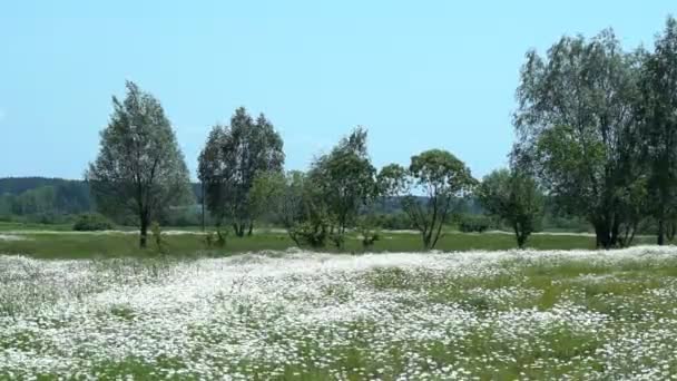 花畑の中の花々夏の晴れた日のカモミールの花の大規模なフィールド — ストック動画