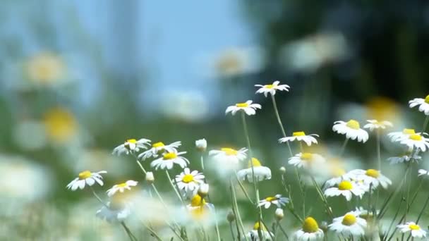 Flores Margaritas Campo Gran Campo Flores Manzanillas Día Soleado Verano — Vídeo de stock