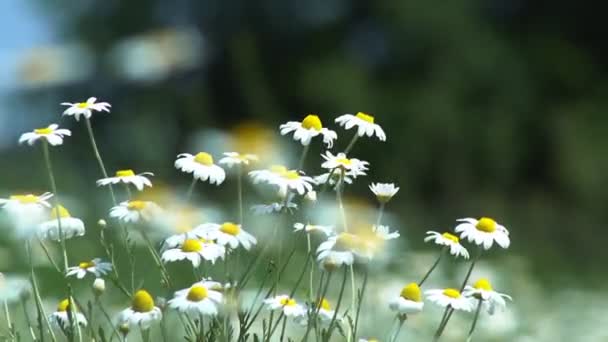 Blumen Gänseblümchen Auf Dem Feld Ein Großes Feld Von Kamillenblüten — Stockvideo