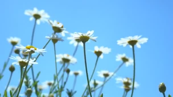 Blommor Prästkragar Fält Ett Stort Fält Blommor Kamomill Sommar Solig — Stockvideo