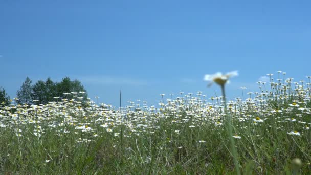 Květiny Sedmikrásky Poli Velké Pole Květin Heřmánku Letním Slunečném Dni — Stock video