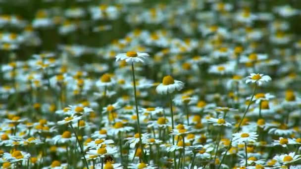 花畑の中の花々夏の晴れた日のカモミールの花の大規模なフィールド — ストック動画