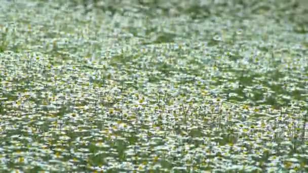 Květiny Sedmikrásky Poli Velké Pole Květin Heřmánku Letním Slunečném Dni — Stock video
