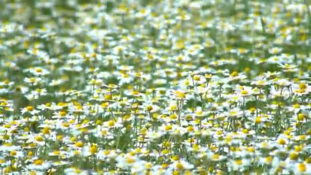 花畑の中の花々夏の晴れた日のカモミールの花の大規模なフィールド — ストック動画