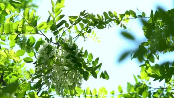 Ανθισμένα Δέντρα Ακακίας Λευκά Λουλούδια Την Άνοιξη Ανθισμένη Ψεύτικη Ακακία — Αρχείο Βίντεο