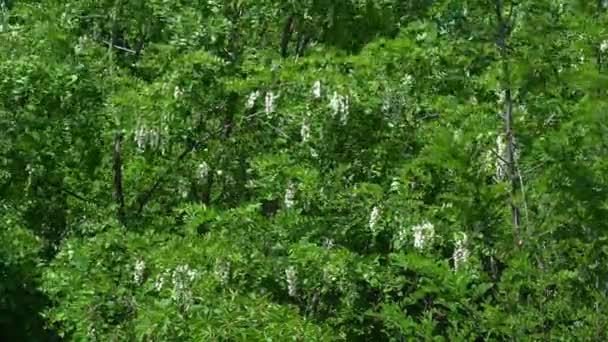 Acacia en fleurs avec des fleurs blanches au printemps. Floraison Fausse acacia. Floraison de fleurs de sauterelles noires balançant branches d'arbres dans le vert vent arrière-plan flou. Robinia pseudoacacia