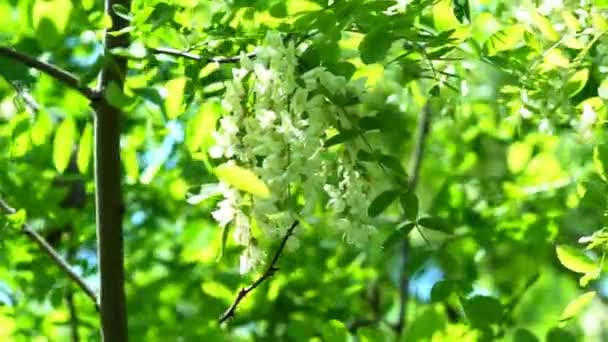 春に白い花を咲かせるアカシアの木 偽のアカシアの開花 風の緑の背景に黒いイナゴの揺れる木の枝の花 ロビニア偽アカシア — ストック動画