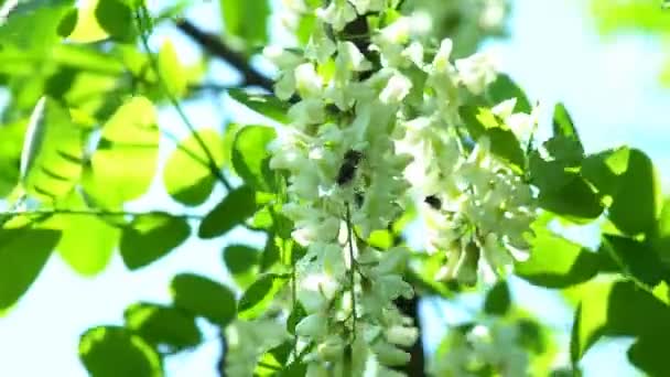 Árvore Acácia Florescente Com Flores Brancas Primavera Falso Acácia Desabrochando — Vídeo de Stock