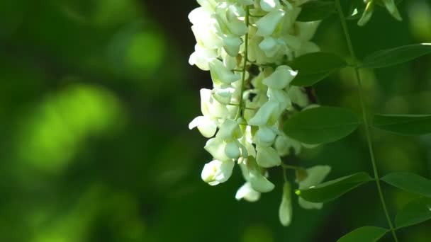 Albero Acacia Fiorito Con Fiori Bianchi Primavera Falsa Acacia Fiore — Video Stock