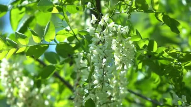 Árvore Acácia Florescente Com Flores Brancas Primavera Falso Acácia Desabrochando — Vídeo de Stock