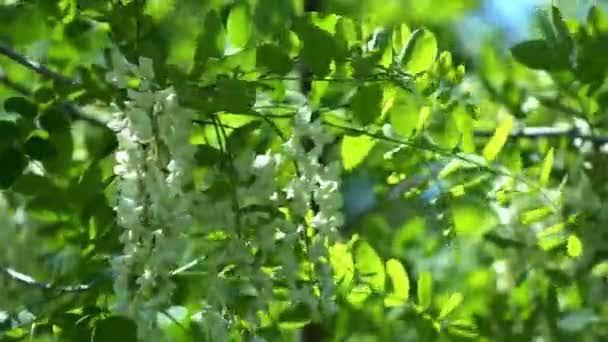 Blommande Acacia Träd Med Vita Blommor Ren Blommande Falsk Akaciablomning — Stockvideo