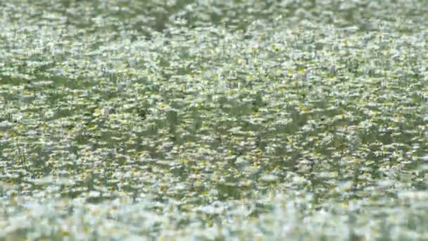 Blommor Prästkragar Fält Ett Stort Fält Blommor Kamomill Sommar Solig — Stockvideo