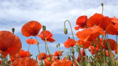 Yaz mevsiminde çok sayıda vahşi kırmızı gelincik kiraz güneşi altında ve mavi gökyüzü tarlada çiçek açtı.