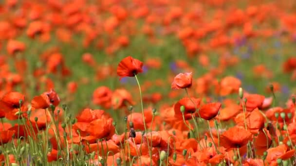 Eine Große Anzahl Wilder Roter Mohnblumen Blühte Der Sommersaison Unter — Stockvideo