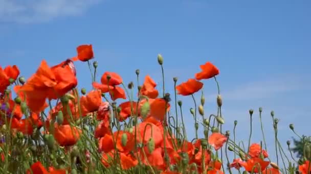 Gran Número Amapolas Rojas Silvestres Temporada Verano Bajo Sol Yarim — Vídeo de stock