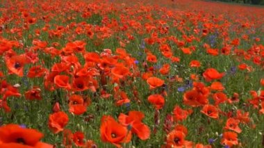 Kırmızı gelincikler tarlada