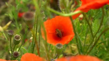 Kırmızı gelincikler tarlada