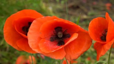 Kırmızı gelincikler tarlada