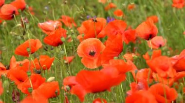 Kırmızı gelincikler tarlada