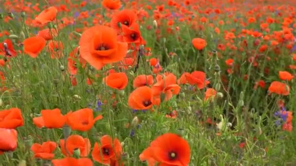 Amapolas rojas en el campo — Vídeos de Stock