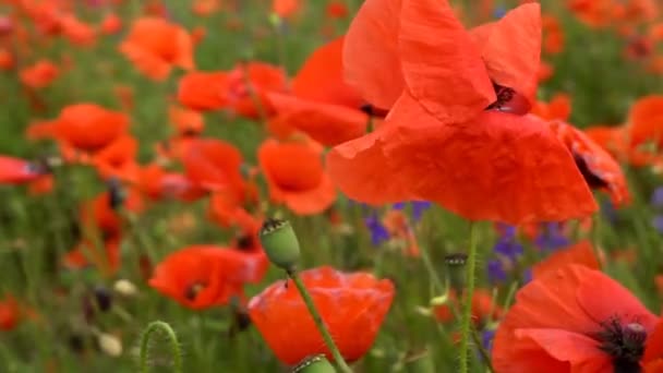 Roter Mohn auf dem Feld — Stockvideo