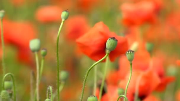 Amapolas rojas en el campo — Vídeo de stock