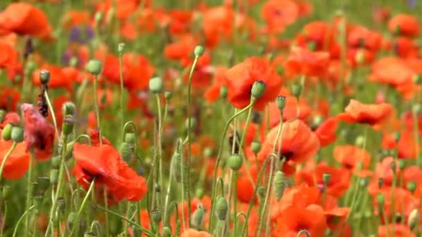 Amapolas rojas en el campo — Vídeo de stock