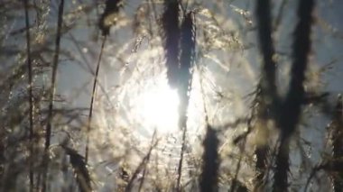 Rüzgarda savrulan buğday çivileri Güneş ışınlarının altındaki bir tarlada