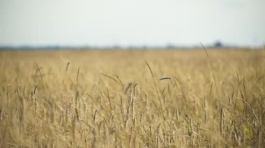 Rüzgarda savrulan buğday çivileri Güneş ışınlarının altındaki bir tarlada