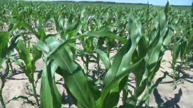 Genç yeşil mısır, mısır filizleri, filizler toprak, yer ve mavi gökyüzünün arka planındaki tarlalarda ekilmiş. Mısır yetiştiriyor. Tarım. eko çiftliği, tarım işletmesi.