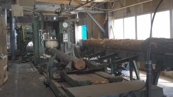 木材生産工場でのソーイングマシン 製材所での木材加工と切断 製材所での製造プロセス 自動サーキュラーソーイング機 — ストック動画