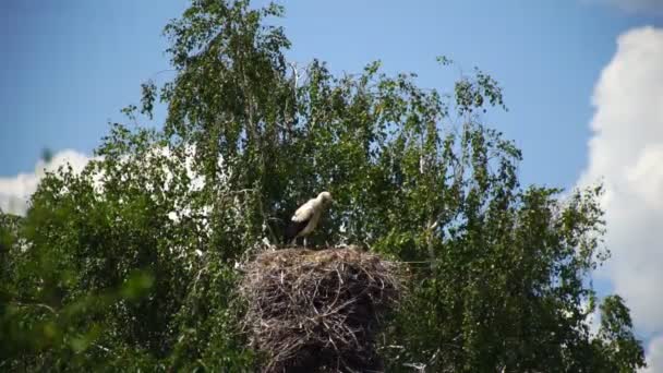 Störche Die Von Einem Nest Wegfliegen Großaufnahme Eines Großen Storchennestes — Stockvideo