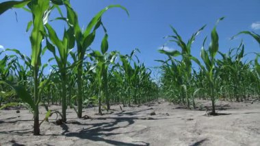 Genç yeşil mısır, mısır filizleri, filizler toprak, yer ve mavi gökyüzünün arka planındaki tarlalarda ekilmiş. Mısır yetiştiriyor. Tarım. eko çiftliği, tarım işletmesi.