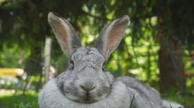 Küçük neşeli bir tavşan çimenlikteki bahçede dinleniyor ve hiçbir şeyden korkmuyor.